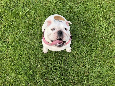 Sally The Deaf British Bulldog Rbulldogs