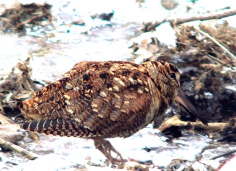 Eurasian Woodcock Scolopax Rusticola Morkulla Eurasian W Flickr