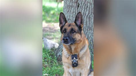 ‘heartbroken’ Pasco County Deputies Mourn Loss Of Retired K 9 Wfla