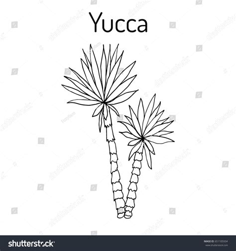 Yucca Gloriosa Medicinal Plant Hand Drawn Stock Vector Royalty Free