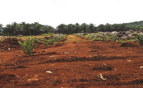 Berita Sawit Petani Usul Dana Replanting Sawit Naik Jadi Rp 60 Juta