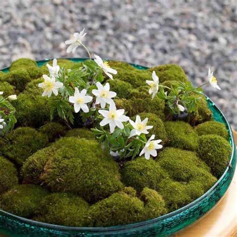 30 Best Moss Decor Ideas 1001 Gardens