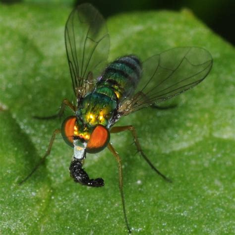 Long Legged Fly Condylostylus Bugguide Net