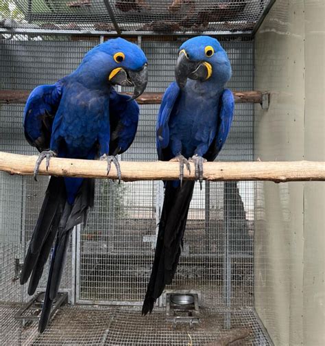 Talking Blue Hyacinth Macaws Parrots For Sale