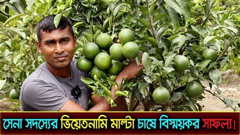 সেনা সদস্যের ভিয়েতনামের বারোমাসি মাল্টা চাষে বিস্ময়কর সফলতা Youtube