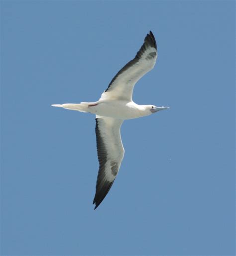 The Birdist Hawaiian Birds And Wildlife Mega Photo Post