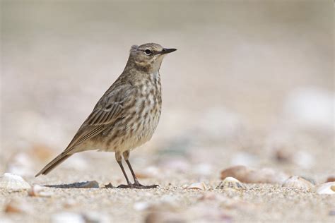 Pipit maritime Dahouët Bretagne Josie Staehle Flickr