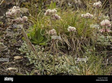 Mountain Everlasting Antennaria Dioica Catsfoot Cudweed