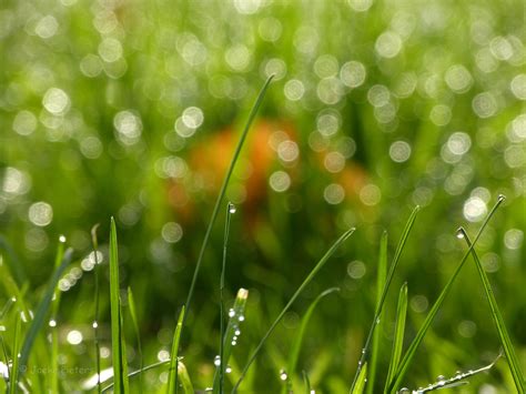 Fondos de pantalla naturaleza césped hoja gotas Bokeh Blad