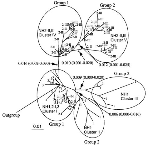 Maximum Likelihood Tree Of The Nucleotide Sequences Of C2v3 Clones