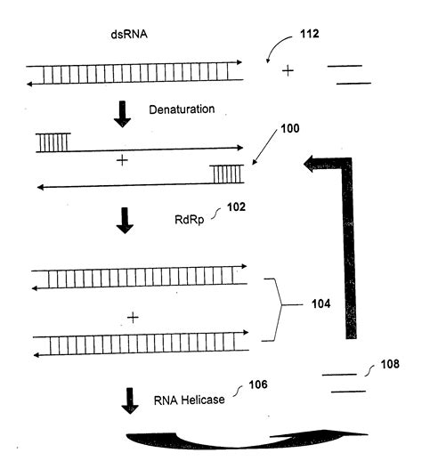 Methods And Compositions For RNA Amplification And Detection Using An