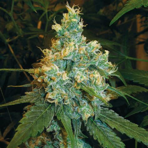 Cannabis Sortenportrait Jack Herer Von Sensi Seeds Sensi Seeds