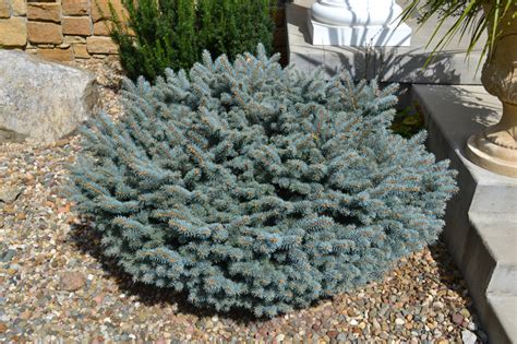 Globosa Blue Spruce is a full sun, low maintenance, evergreen shrub.