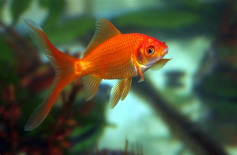 Common Goldfish: Complete Care And Breeding Guide - Fishkeepingfans.com