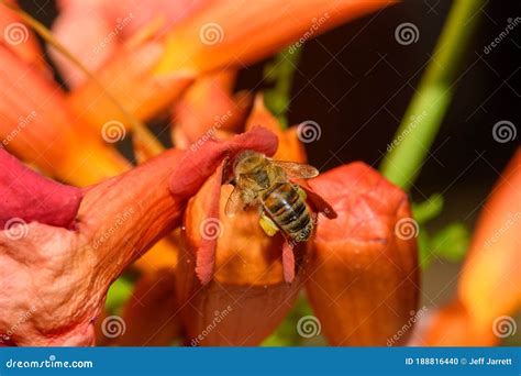 Western Honey Bee Or European Honey Bee Apis Mellifera On Trumpet Vine