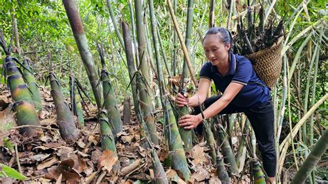 Harvest Bamboo Shoots How To Boil Bamboo Shoots To Bring To The Market To Sell Ly Thi Tam