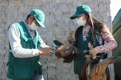 Arequipa Senasa vacunó más 168 mil aves contra enfermedad de Newcastle