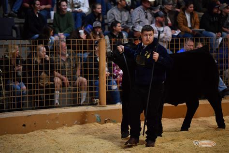 Pcyf Steer Show Thomas Lightbody