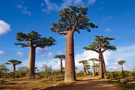 Plants And Nations Madagascar Cgtn