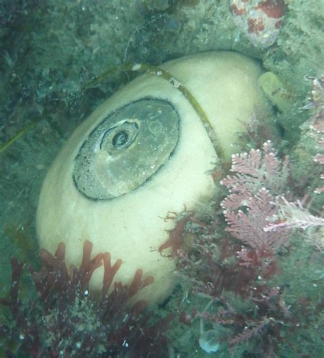 Giant Keyhole Limpet Mollusk And Shell Mexican Shells Org