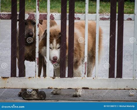 Dogs Scowling Stock Photos Free And Royalty Free Stock Photos From