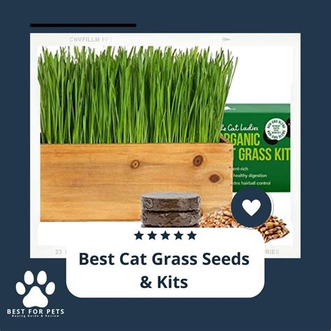 The Best Cat Grass Seeds And Kits To Buy