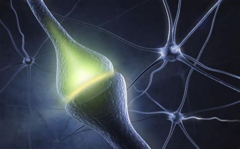 Neuroscientists Observe Signs Of Synaptic Plasticity Emerging In A