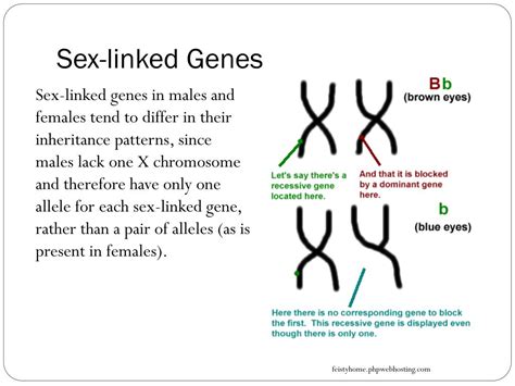 PPT Blueprint Of Life Topic 12 Sex Linked Genes PowerPoint