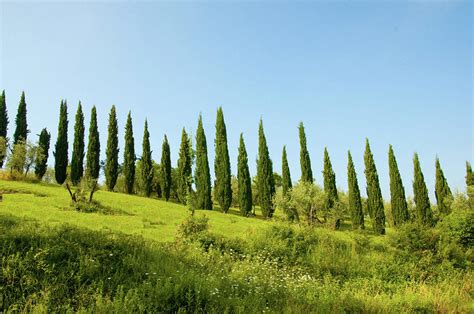 Trees In Tuscany Photograph By Kim Warden Fine Art America