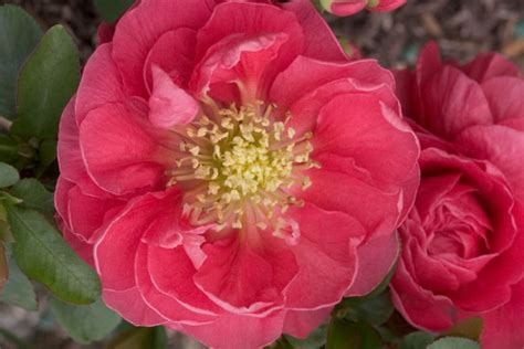 Chaenomeles Speciosa Double Take® Pink Flowering Quince