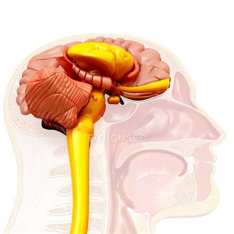 Human Brain Anatomy Illustration Brain Structure Biomedical