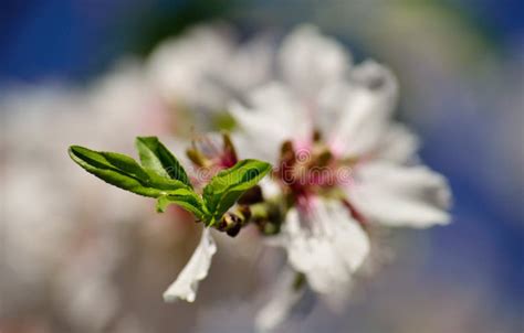 Leaves of almond tree stock image. Image of tree, white - 101323835