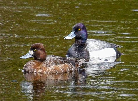 Gowganda Views Back To Duncan Lake More Ducks