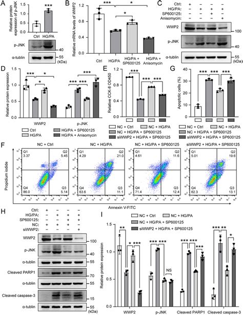 HG PA Down Regulates WWP2 Through JNK Activation A Representative