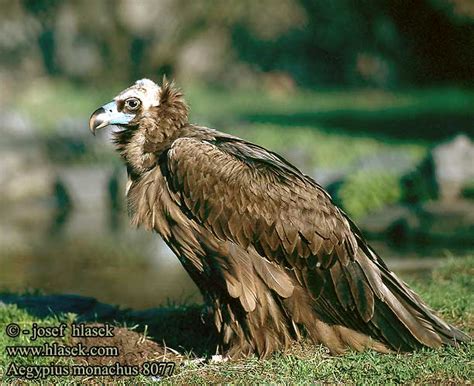 Aegypius Monachus Black Vulture Mönchsgeier Vautour Moine