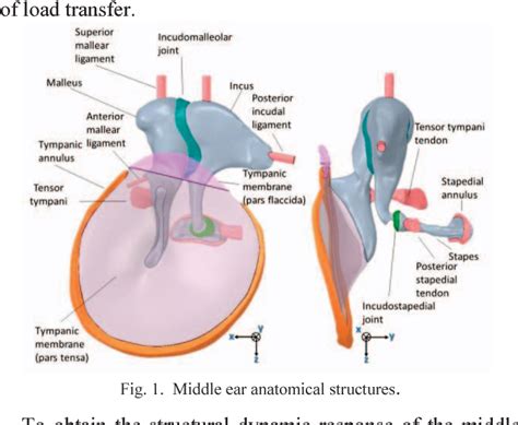 Posterior Ear Anatomy