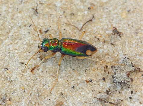 Carolina Metallic Tiger Beetle From Fulton County GA USA On July 27