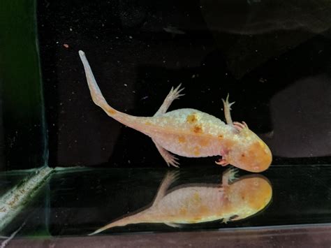 Blotchy Bloaty Axolotl Sick Or Just Old Caudata Org Newts And