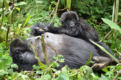 Days Congo Safari Tour Gorilla Trekking Mount Nyiragongo Hike