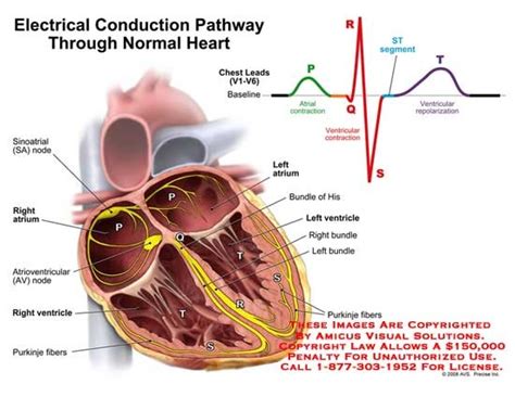 Nrs 250 Pattern Of Electrical Conduction Of The Heart Diagram Quizlet