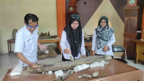 Temuan Fosil Gading Purba Ditempatkan Di Rumah Artefak Blora