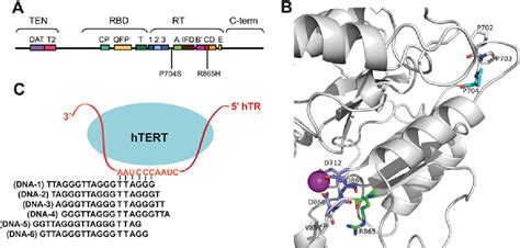 Figure From Two Step Mechanism Involving Active Site Conformational