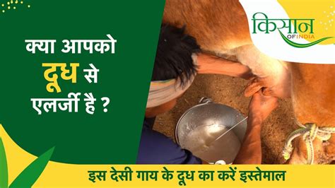 कौनसी देसी गाय का दूध है लैक्टोज फ्री । Hetha Dairy Farm I देसी