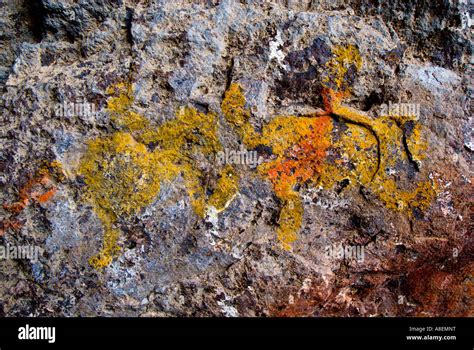 Peinture Grotte Pr Historique Chasse Banque D Image Et Photos Alamy