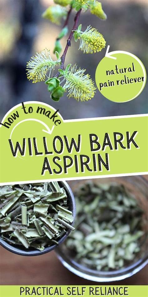 How to make willow bark aspirin – Artofit