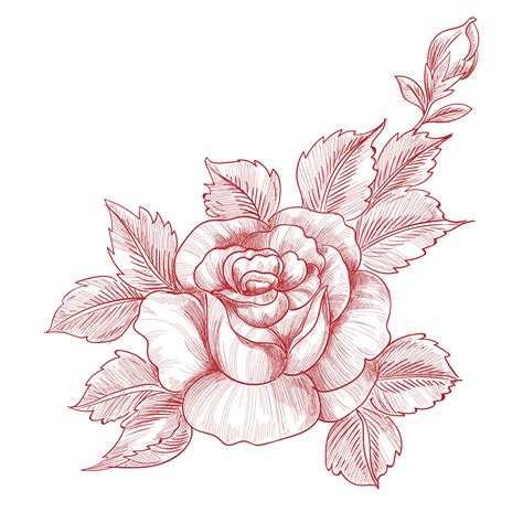 Rose Drawing Vector Art Icons And Graphics For Free Download