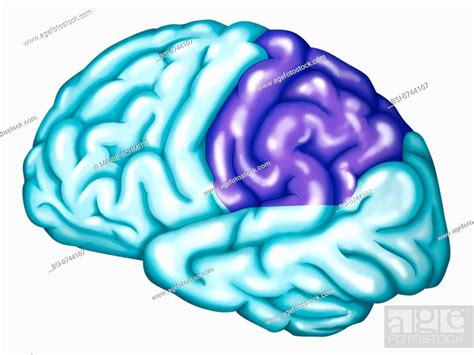 The parietal lobe of the brain. The parietal lobe of the brain includes ...