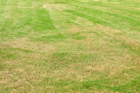 Why Is My Grass Turning Brown Cutting Edge Landscaping Lawn Care Crown Point