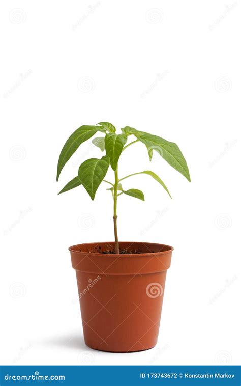 Planta Num Vaso De Flores Sobre Mesa Branca Contra Fundo Branco Foto