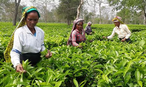 Assam Tea Industry Seeks Export Promotion Policy In Interim Budget 2024 For Its Revival